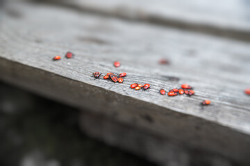 bugs on a wooden bench