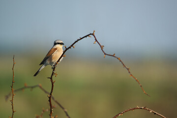Male Red-backed shrike - Lanius collurio on a branch