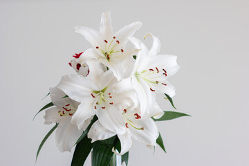 Blooming oriental white lily Lilium in a clear vase frontal view isolated on white