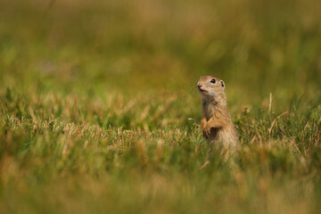 Naklejka na ściany i meble European ground squirrel - Spermophilus citellus - in the grass
