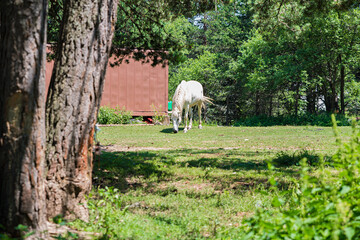 white horse grazing in a field
