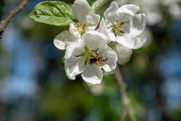 Bee on a flower