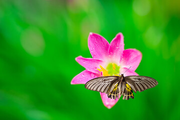 Obraz na płótnie Canvas Beautiful flower and beautiful butterfly