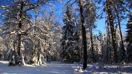 Sun plays its game in a cold winter forest at afternoon.