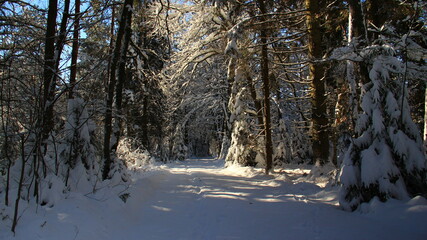 Sun plays its game in a cold winter forest at afternoon.