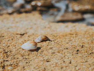 Two seashells in love on the sea stone on a sunny day. Two colorful shells. Summer Concept. Wallpaper. High Quality