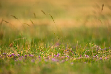 European ground squirrel - Spermophilus citellus - in the grass
