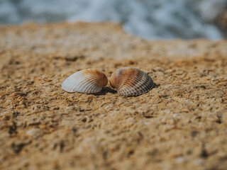 Two seashells in love on the sea stone on a sunny day. Two colorful shells. Summer Concept. Wallpaper. High Quality