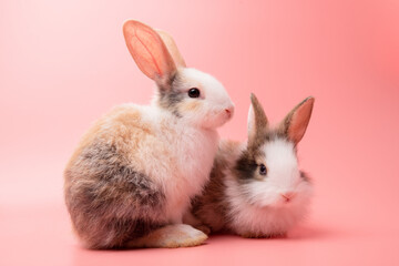 Little couple white and brown rabbit sitting on isolated pink or old rose background at studio. It's small mammals in the family Leporidae of the order Lagomorpha. Animal studio portrait.