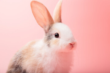 Little white and brown rabbit sitting on isolated pink or old rose background at studio. It's small mammals in the family Leporidae of the order Lagomorpha. Animal studio portrait. © krumanop