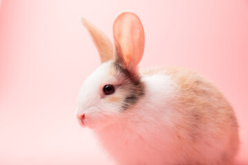 Little white and brown rabbit sitting on isolated pink or old rose background at studio. It's small mammals in the family Leporidae of the order Lagomorpha. Animal studio portrait. © krumanop