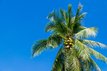 Tropical coconut palm tree low angle view on blue sky background with copy space.