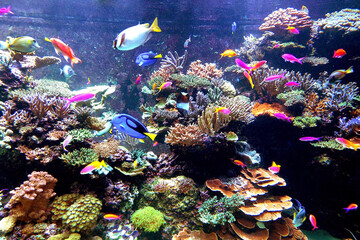 many group fishes under sea water around coral reef