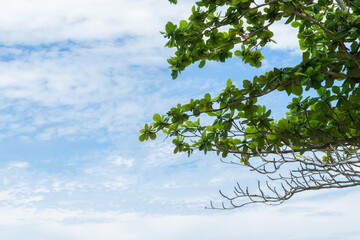 Branches of Terminalia catappa, sea almond, or tropical almond on cloudy sky background.
