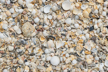 Close-up scrap of seashell on the beach for background.