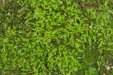 Green moss for backdrop. Close-up. Dewdrops, dry leaves and twigs. Concept of forest freshness, natural softness.