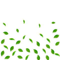 Fototapeta premium Falling green leaves. Fresh tea random leaves flyi