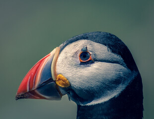 Close Up of Adorable Puffin Colony on Skomer Island Nature Reserve