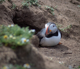 Close Up of Adorable Puffin Colony on Skomer Island Nature Reserve