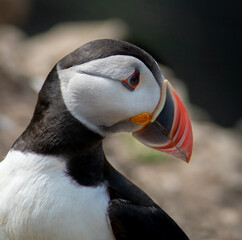 Close Up of Adorable Puffin Colony on Skomer Island Nature Reserve