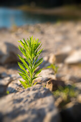 green plant on the lake shore
