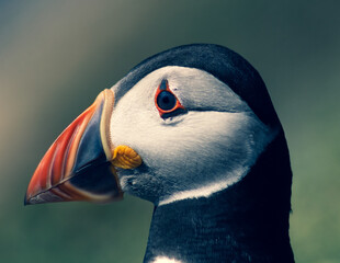 Close Up of Adorable Puffin Colony on Skomer Island Nature Reserve