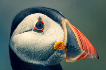 Close Up of Adorable Puffin Colony on Skomer Island Nature Reserve