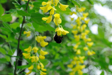 bumblebee collects nectar from yellow acacia flowers