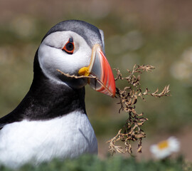 Close Up of Adorable Puffin Colony on Skomer Island Nature Reserve