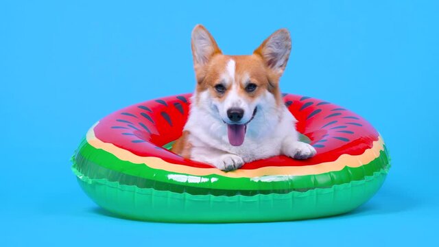 Funny ginger and white dog of white welsh corgi Pembroke breed sitting in lifebuoy drawing like watermelon, getting out there and going away. Studio, blue background, copy space.