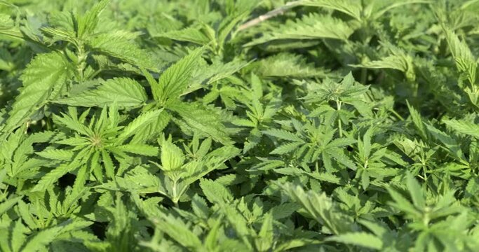 Wild Hemp Thicket Panorama. No one is courting. Grows by itself. Green Bushes of Prohibited Narcotic Plant. Wind Pumps Marijuana Leaves. Hemp. Roll joint. Drag out. Relax. Not legal to grow yourself