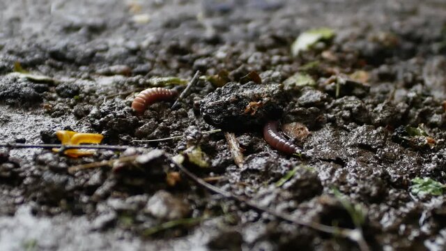 two large earthworms emerge from the soil after warm summer rain. Shy worms hide in a hole.