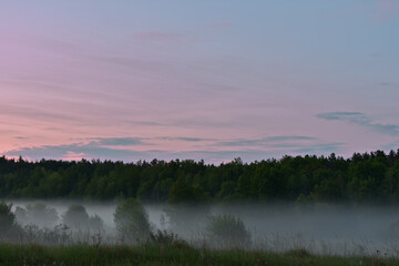 fog in the woods at dawn