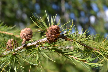 pine tree branch