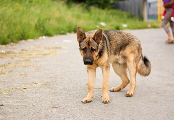 Sad german shepherd mix breed dog in gypsy village. Abused dogs. Dogs in Slovak gypsy village.