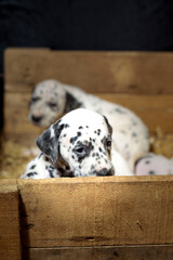Dalmatian puppy dogs playing with their siblings in a wooden crate with straw in the background