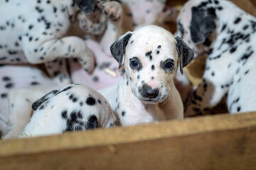 Dalmatian puppy dogs playing with their siblings in a wooden crate with straw in the background