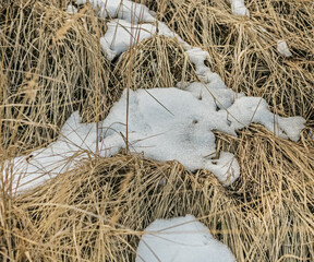 Melting snow on dry grass