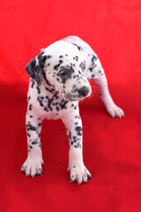 Dalmatian puppy dogs on red background Precious animal