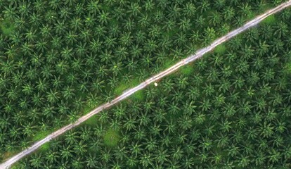 Palm Oil Plantation. Tree pattern.