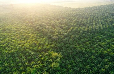 Morning fresh view of palm oil plantation from aerial shot.