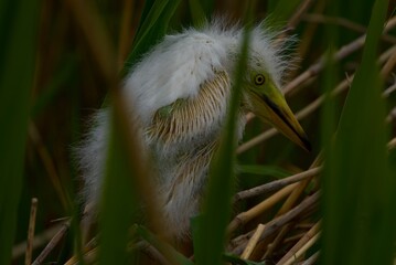 great blue heron baby
