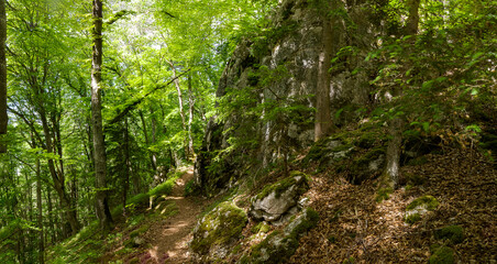 Obraz premium Die Waldlandschaft der Schwäbischen Alb