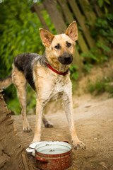 Starvation german shepherd mix dog in gypsy village. Mistreated poor dog with demodex. Dogs in Slovak gypsy village.