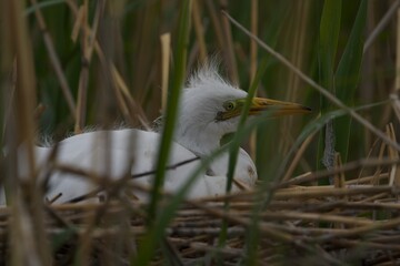 great blue heron baby