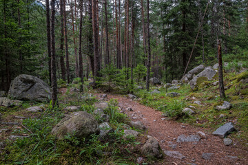 Path trough the forest