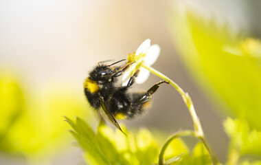 A close up of a bumblebee clinging to a strawberry flower in the summer sunshine.