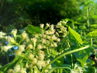 Close up a green plant with a white flower on nature.. This plant has a special aroma