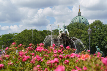 Neptunbrunnen mit Berliner Dom im Hintergrund an einem sonnigen Frühlingstag mit Rosen im Vordergrund © dL