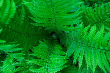 Fern leaf in forest. Fern leaf background